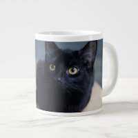 Animaux de bébés cutest | Portrait d'un chat noir