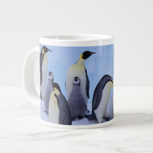 Grande Tasse Antarctique, Manchots empereurs