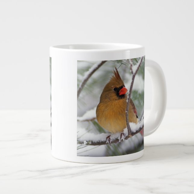 Grande Tasse Cardinal du Nord féminin dans un pin enneigé, (Devant droit)