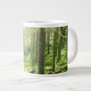 Grande Tasse Forêt dans le parc national de Killarney  Kerry, 