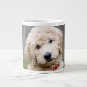 Grande Tasse Le Chiot De Goldendoodle S'Assis Dans L'Herbe