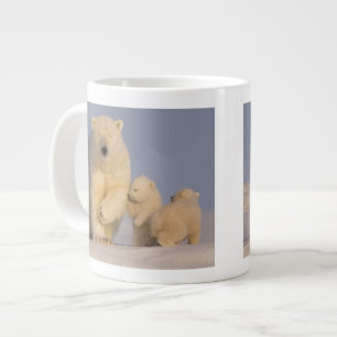 Grande Tasse ours polaire, Ursus maritimus, femelle avec nouvea