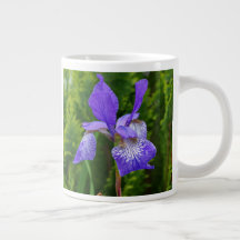 Photographie florale d'Iris sibirica