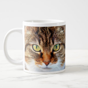 Grande Tasse Tabby Cat Stare Gros plan