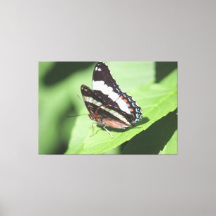 Grande toile Papillon Impression