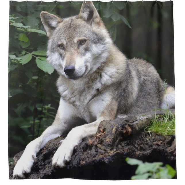 Grande vue frontale du loup au bord du rideau de f (Devant)