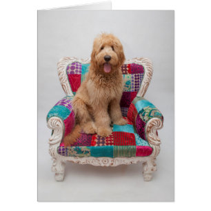 Grandes images Coute Goldendoodle