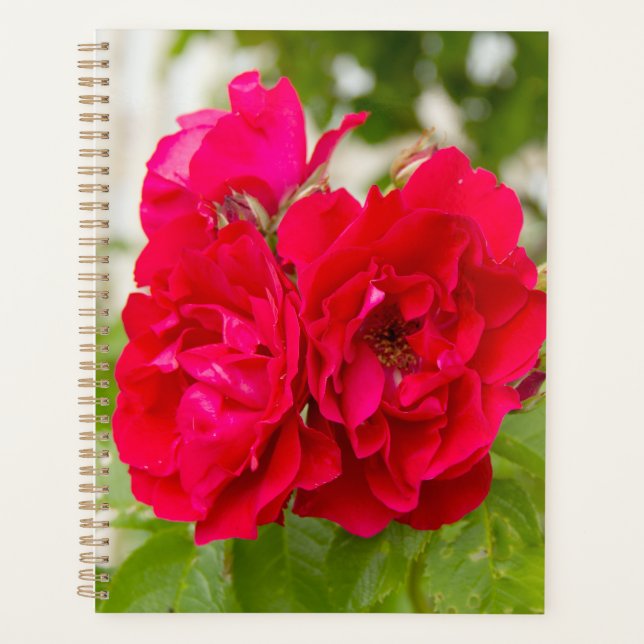 Grandes roses rouges dans le jardin (Devant)