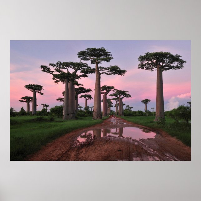 Grandididier Baobab Forest Poster (Vorne)