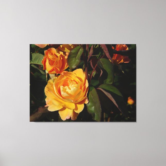 Grandiflora-Rose fällt es reich an Leinwand (Vorderseite)