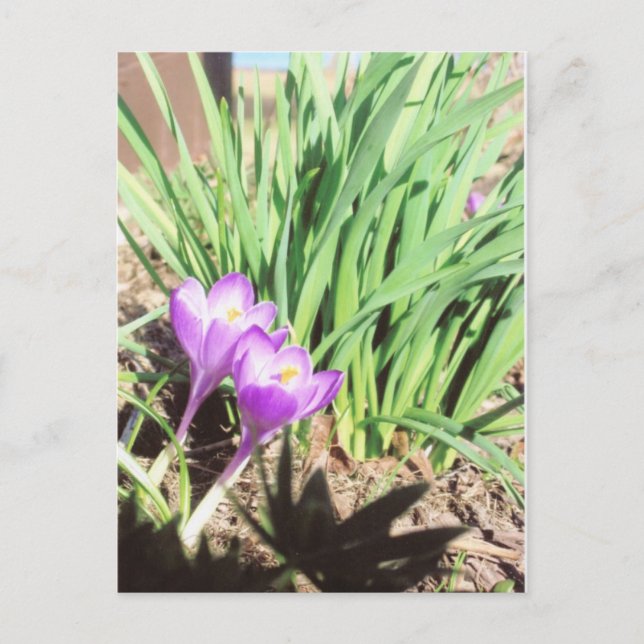 Grandma's Spring Garden Postkarte (Vorderseite)