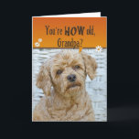 Grandpa's Birthday Karte<br><div class="desc">Cute expression on poodle's face for humorous Grandpa's birthday.</div>