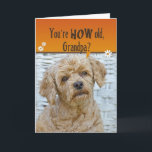 Grandpa's Birthday Karte<br><div class="desc">Cute expression on poodle's face for humorous Grandpa's birthday.</div>