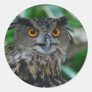 Grands autocollants de hibou