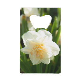 Grands narcisses blancs par un jour de printemps  