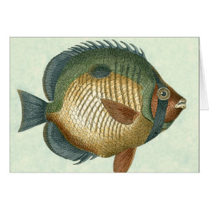Grands poissons colorés