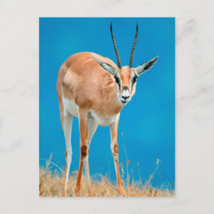 Grant-Gazelle (Gazella Granti) weibliches Portrait Postkarte