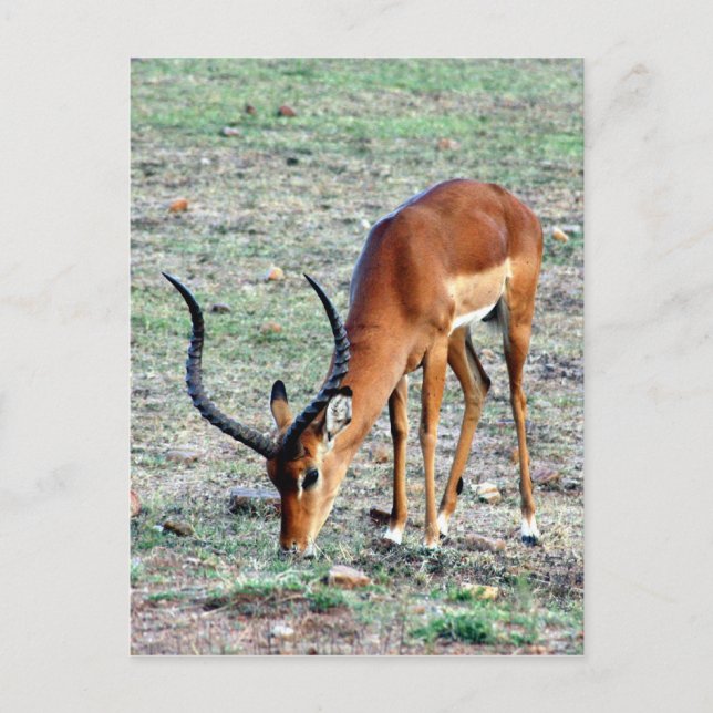 Grant Gazelle Loner Postkarte (Vorderseite)