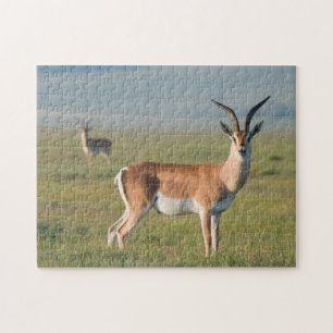 Grant-Gazelle, Ngorongoro-Krater, Ngorongoro