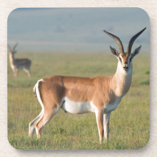 Grant-Gazelle, Ngorongoro-Krater, Ngorongoro Getränkeuntersetzer