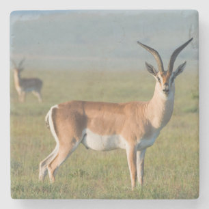 Grant-Gazelle, Ngorongoro-Krater, Ngorongoro Steinuntersetzer