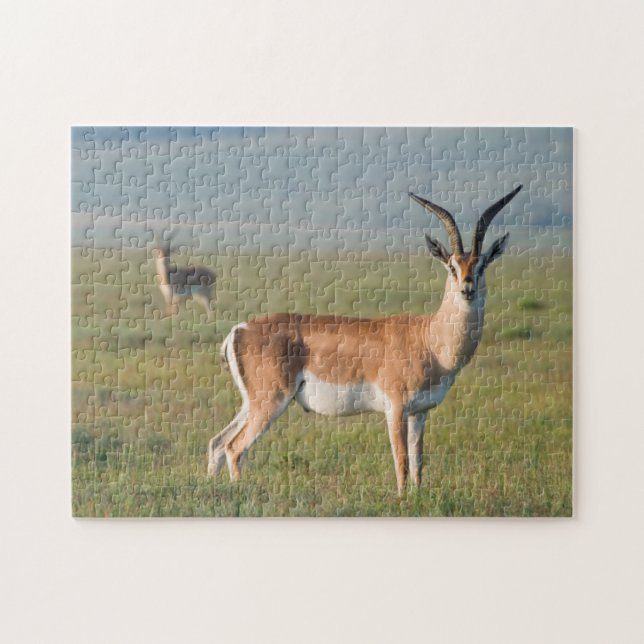 Grant’s Gazelle, Ngorongoro Crater, Ngorongoro (Horizontal)