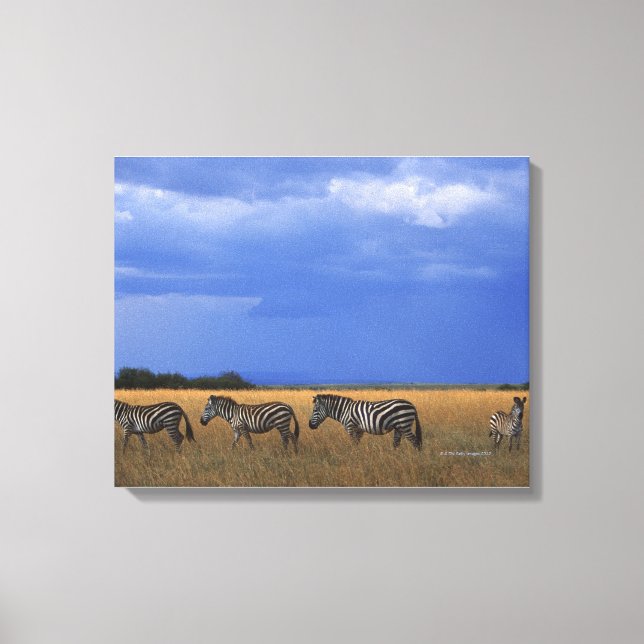 Grant Zebra 2 Leinwanddruck (Vorderseite)