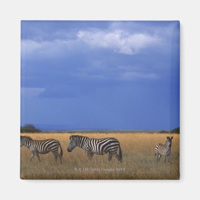 Grant Zebra 2 Magnet (Vorne)