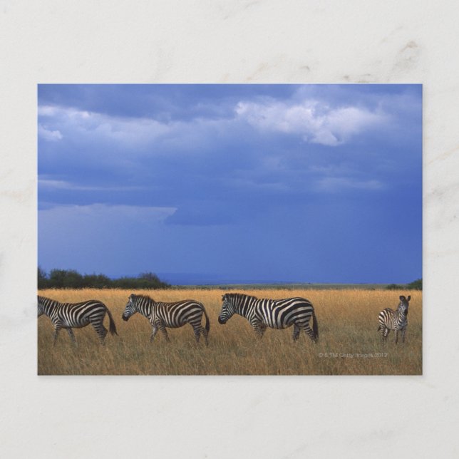 Grant Zebra 2 Postkarte (Vorderseite)