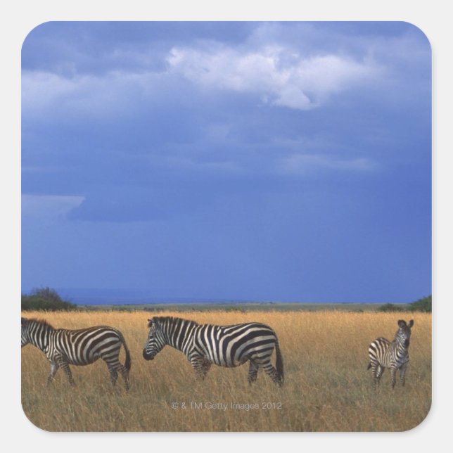 Grant Zebra 2 Quadratischer Aufkleber (Vorderseite)