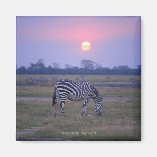 Grant Zebra 3 Magnet (Vorne)