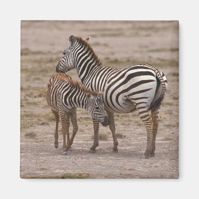 Grant Zebra 3 Magnet (Vorne)