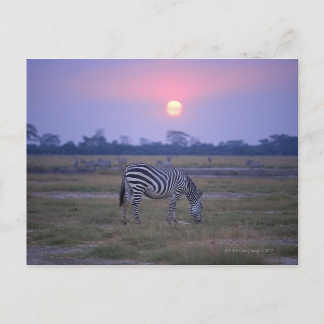 Grant Zebra 3 Postkarte (Vorderseite)