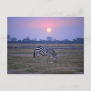 Grant Zebra 3 Postkarte