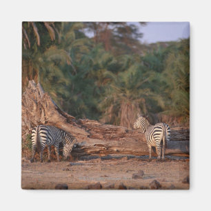 Grant Zebra 5 Magnet