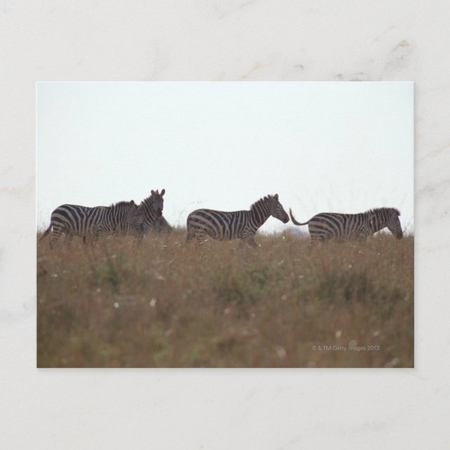Grant Zebra 7 Postkarte (Vorderseite)