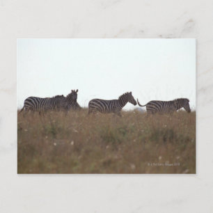 Grant Zebra 7 Postkarte