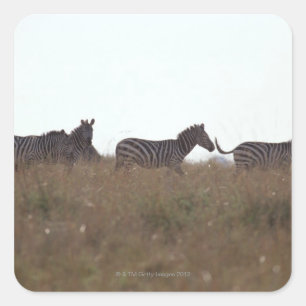 Grant Zebra 7 Quadratischer Aufkleber