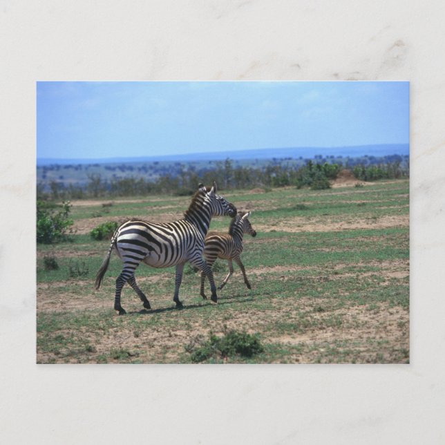 Grant Zebra Postkarte (Vorderseite)