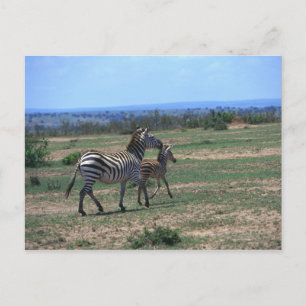 Grant Zebra Postkarte