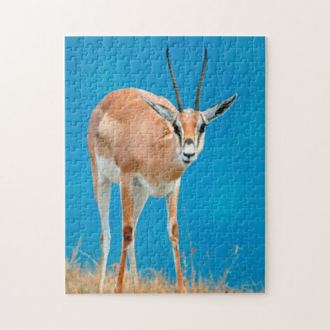Grant's Gazelle (Gazella Granti) Ewe Portrait (Vertikal)