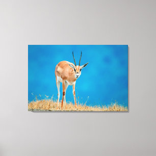 Grant's Gazelle (Gazella Granti) Ewe Portrait Leinwanddruck