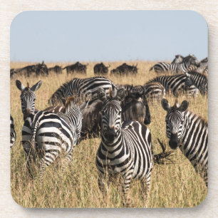 Grants Zebra-Getränkekasten Getränkeuntersetzer