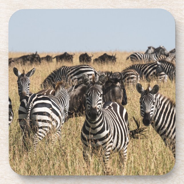Grants Zebra-Getränkekasten Getränkeuntersetzer (Vorderseite)