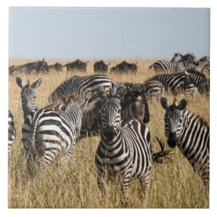 Grants Zebra-Keramik-Tile Fliese