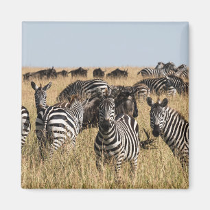 Grant's Zebra Magnet