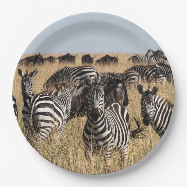 Grant's Zebra Pappteller (Vorderseite)