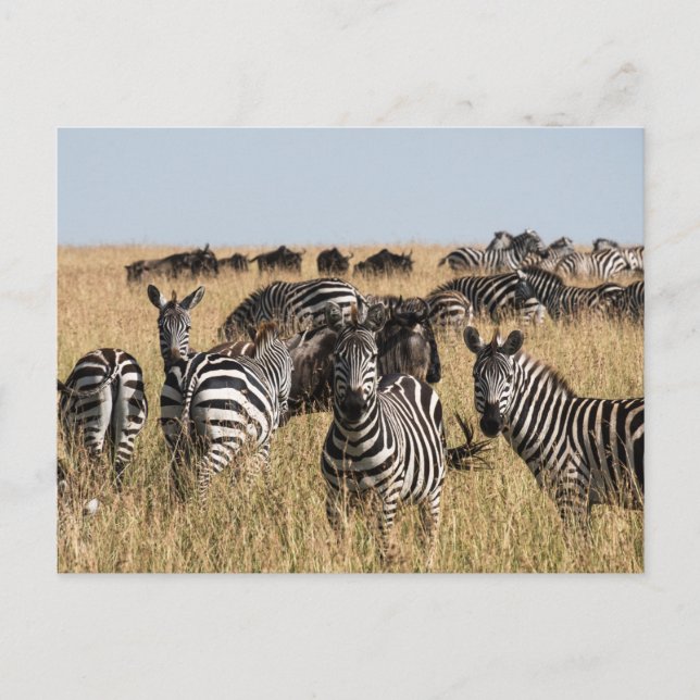 Grant's Zebra Postcard Postkarte (Vorderseite)