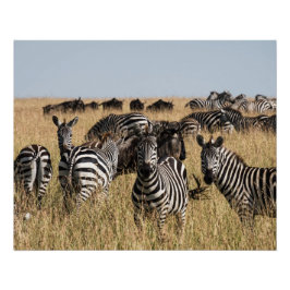 Grant's Zebra Poster