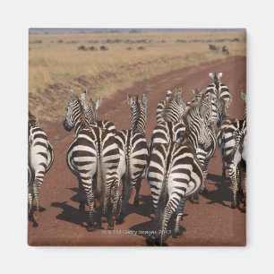 GrantZebra 4 Magnet